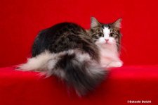 ノルウェージャンフォレストキャット【・女の子・2023年12月16日・ブラウンマッカレルタビー&ホワイト】