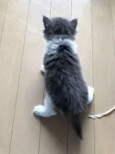 ノルウェージャンフォレストキャット【岡山県・女の子・2021年3月7日・ブルータビー&ホワイト】の写真3