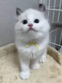 ラグドール【岡山県・男の子・2024年7月6日・ブルーポイント/バイカラー】の写真3