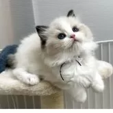 ラグドール【岡山県・女の子・2025年4月12日・シールポイント/バイカラー】の写真10