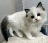 ラグドール【岡山県・女の子・2025年4月12日・シールポイント/バイカラー】の写真11