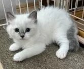 ラグドール【岡山県・男の子・2025年4月12日・ブルーポイント】の写真12