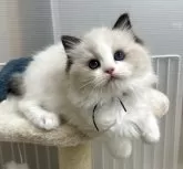 ラグドール【岡山県・女の子・2025年4月12日・シールポイント/バイカラー】の写真12