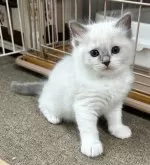 ラグドール【岡山県・男の子・2025年4月12日・ブルーポイント】の写真15