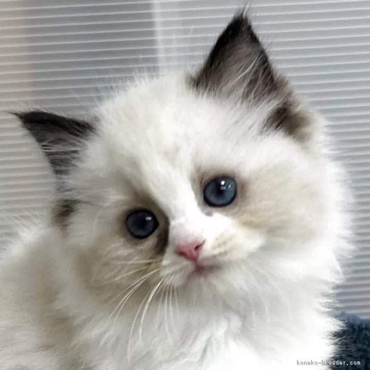 ID:2506-01058の子猫