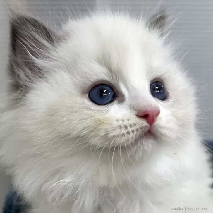 A.T 様のお迎えした子猫