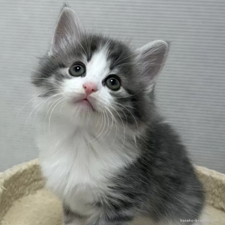 ID:2502-00664の子猫