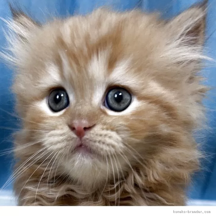 ID:2506-02639の子猫