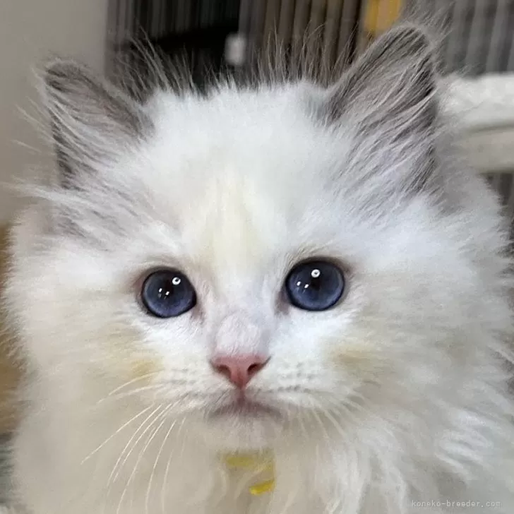 ID:2506-00994の子猫