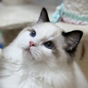 ラグドール【岡山県・男の子・2026年1月24日・シールポイント/バイカラー】の写真「どんどんイケメンになってます✨」