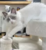 ラグドール【岡山県・女の子・2024年10月25日・ブルーポイント/バイカラー】の写真3