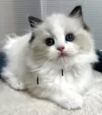 ラグドール【岡山県・女の子・2025年4月12日・シールポイント/バイカラー】の写真6