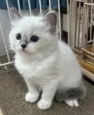 ラグドール【岡山県・男の子・2025年4月12日・ブルーポイント】の写真8