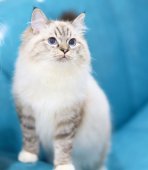 ラグドール【・女の子・2022年10月8日・シールリンクスポイントミテッド】