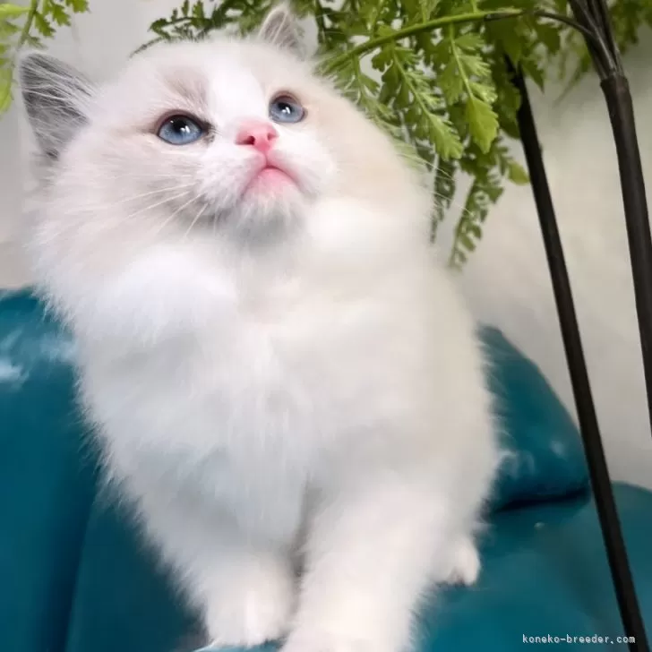 ID：2402-00504の子猫