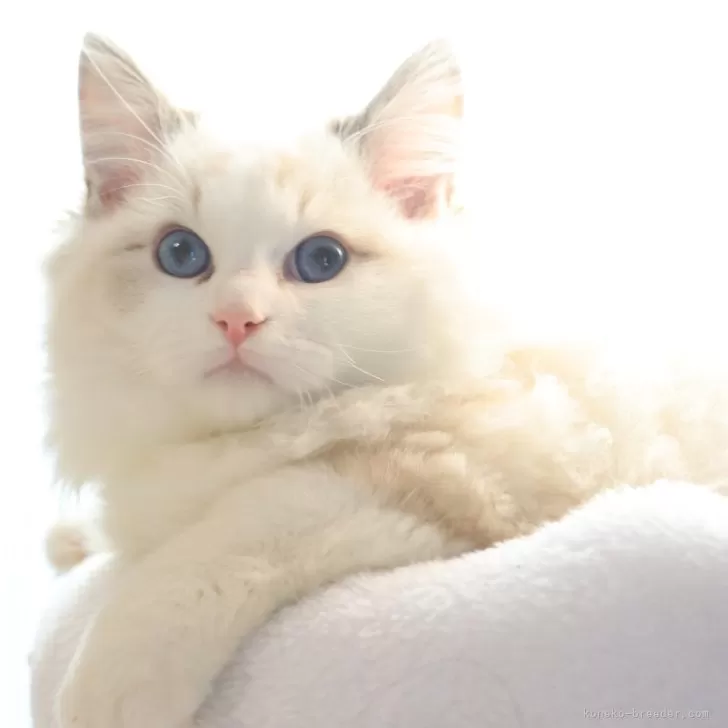 ID：2412-00068の子猫