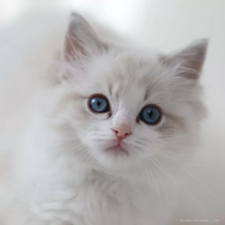 ID:2402-00508の子猫