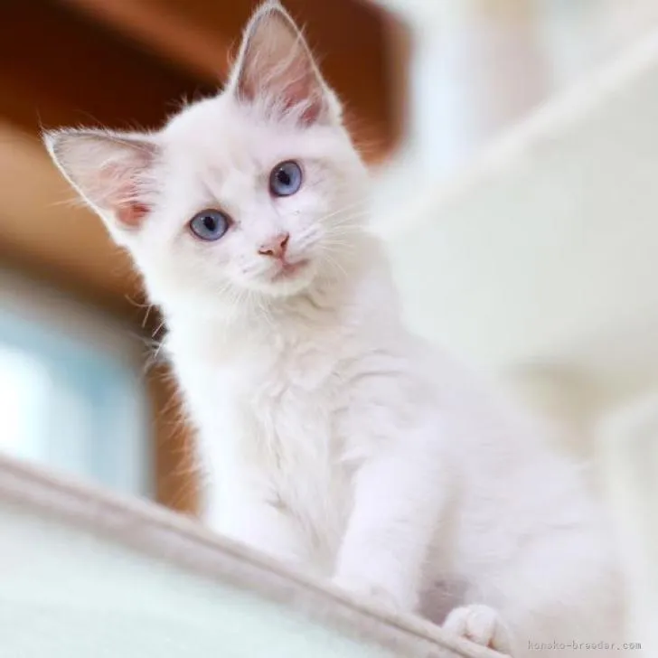 ID:2209-02462の子猫