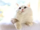 ラグドール【栃木県・男の子・2024年8月15日・性格◎シールリンクスバイカラーでホワイト多め🩵】の写真2
