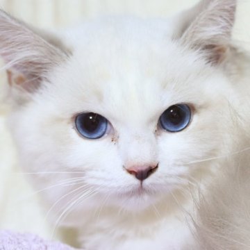 ラグドール【栃木県・女の子・2025年5月5日・かなり白く淡い色のブルーリンクスポイントバイカラー（さらさら絹のような女の子❤）】の写真「なかなか見ない色柄で両親外産、champ💙」