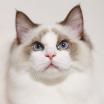 ラグドール【栃木県・男の子・2025年5月5日・シールポイントバイカラー、深い青の瞳（さらふわ絹のような外産イケメン）】の写真「付きまとう本物の甘えん坊🩷恋人系のラグドール🩷」