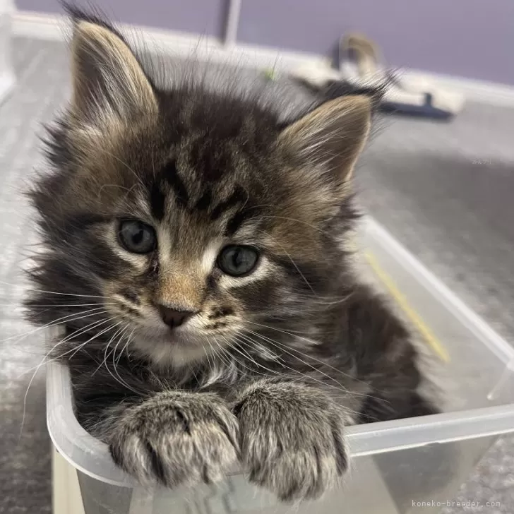 ID：2404-00819の子猫