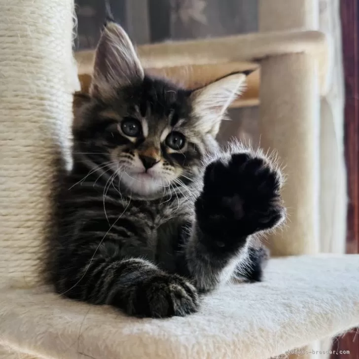 ID：2508-01648の子猫