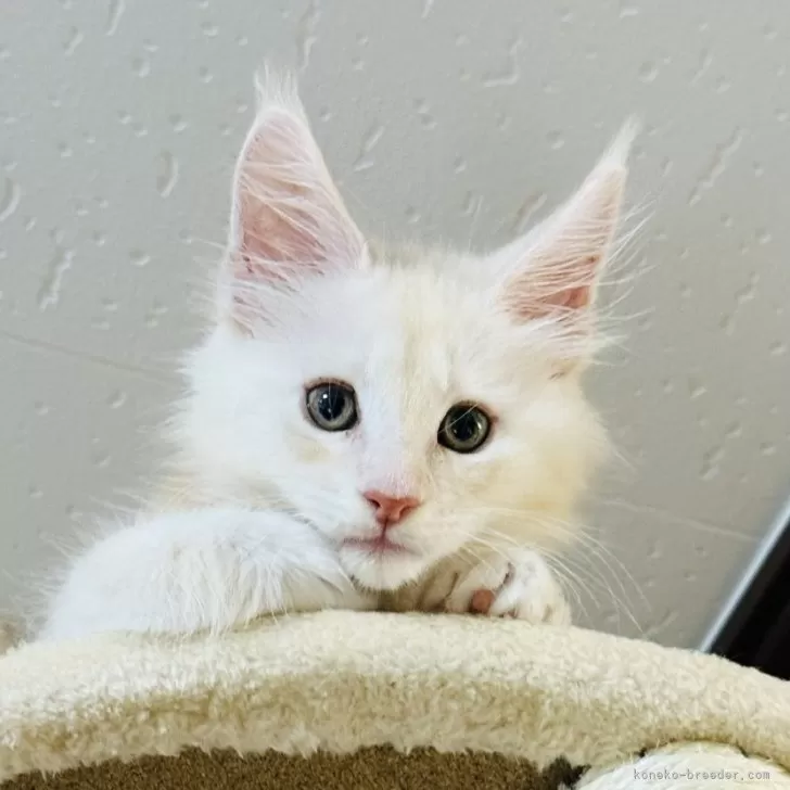 ID：2507-01973の子猫