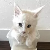 メインクーン