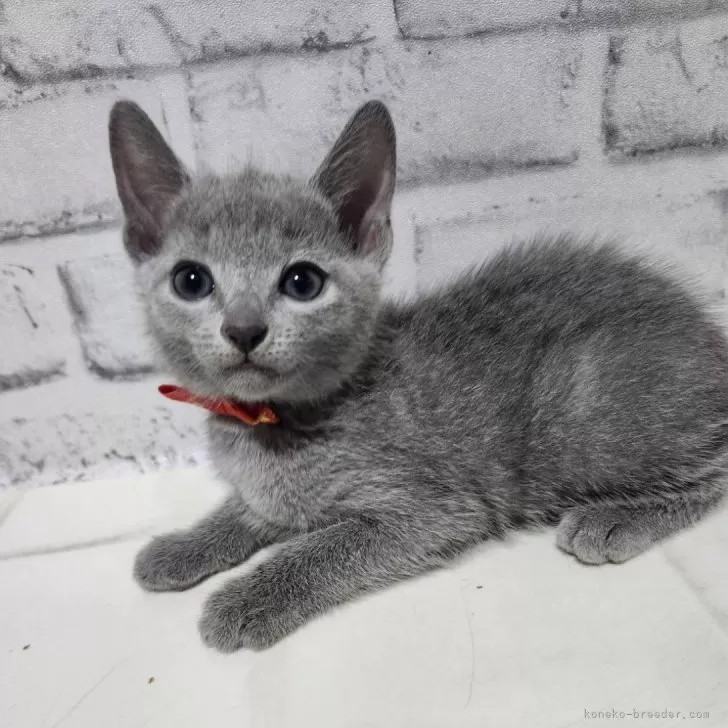 ID:2409-01401の子猫
