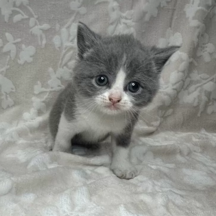 ID:2405-03011の子猫
