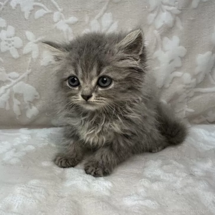 ID:2408-00670の子猫