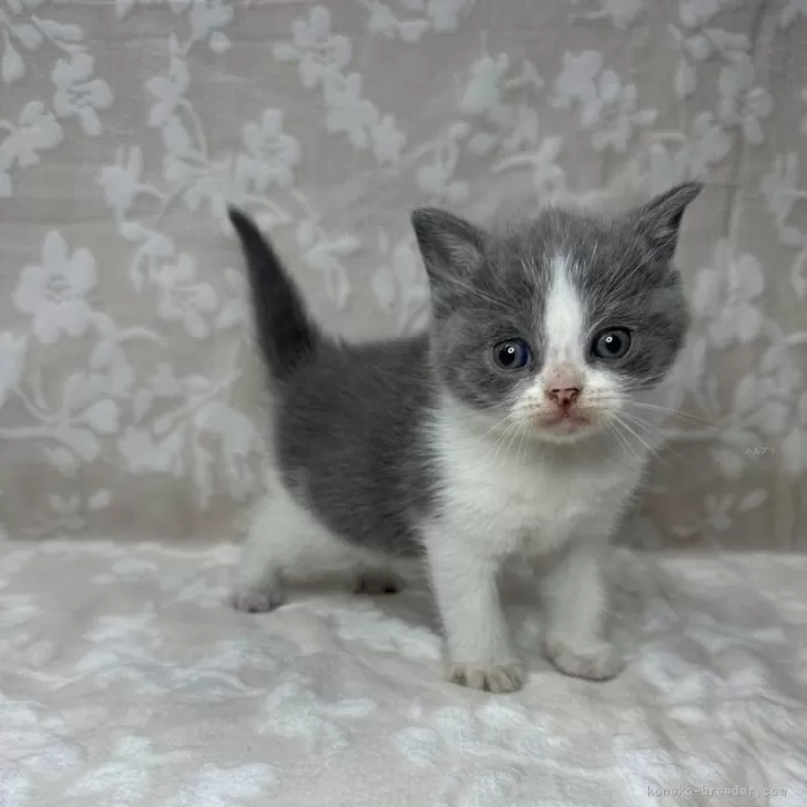 ID：2405-02632の子猫