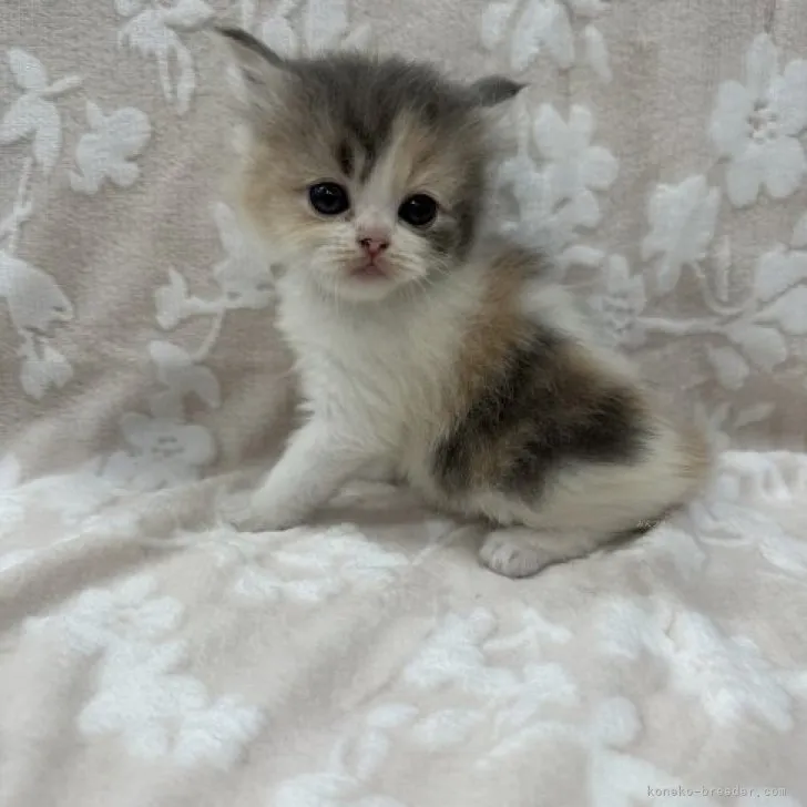 ID:2311-00110の子猫