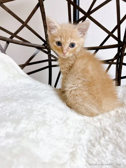 ID：2205-01732の子猫