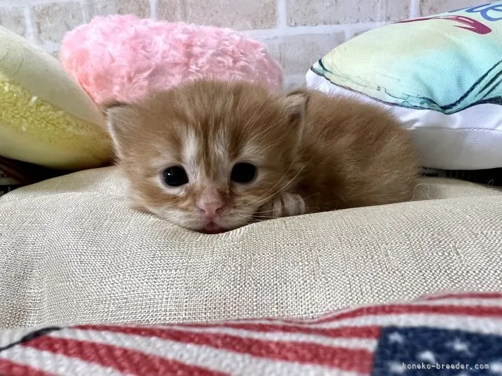 ID：2110-00173の子猫