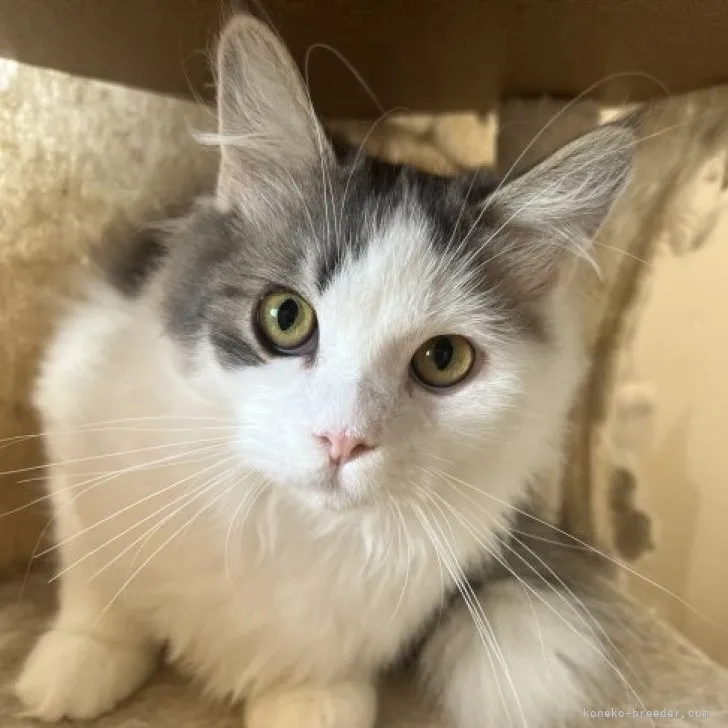 ID:2307-01452の子猫