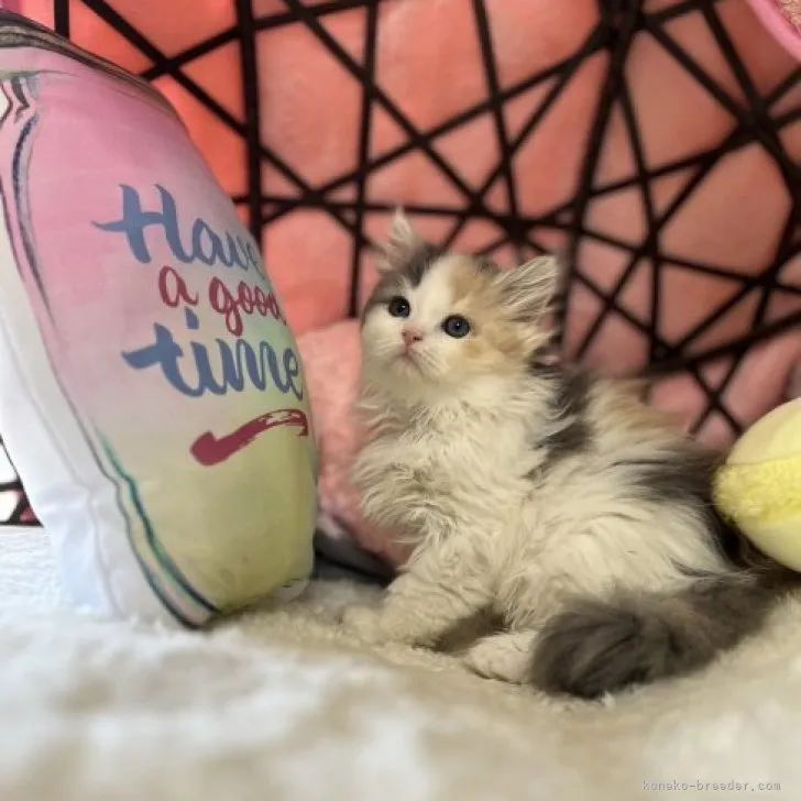 ID：2305-02309の子猫