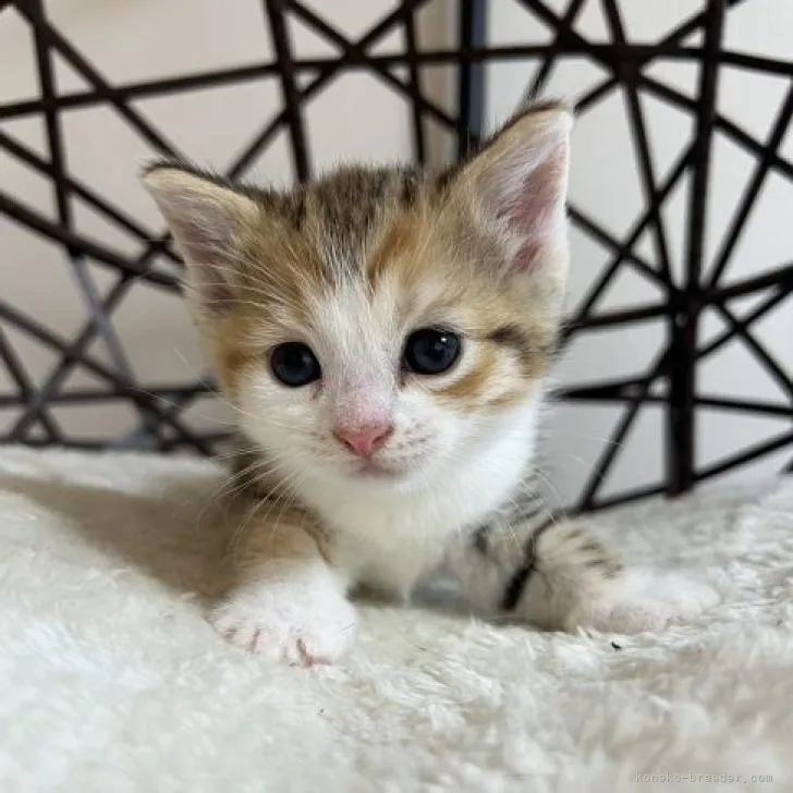 ID:2210-03013の子猫