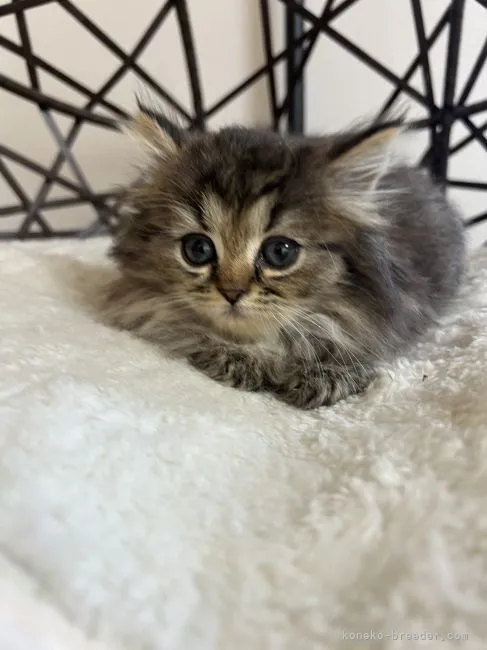 ID：2211-01009の子猫