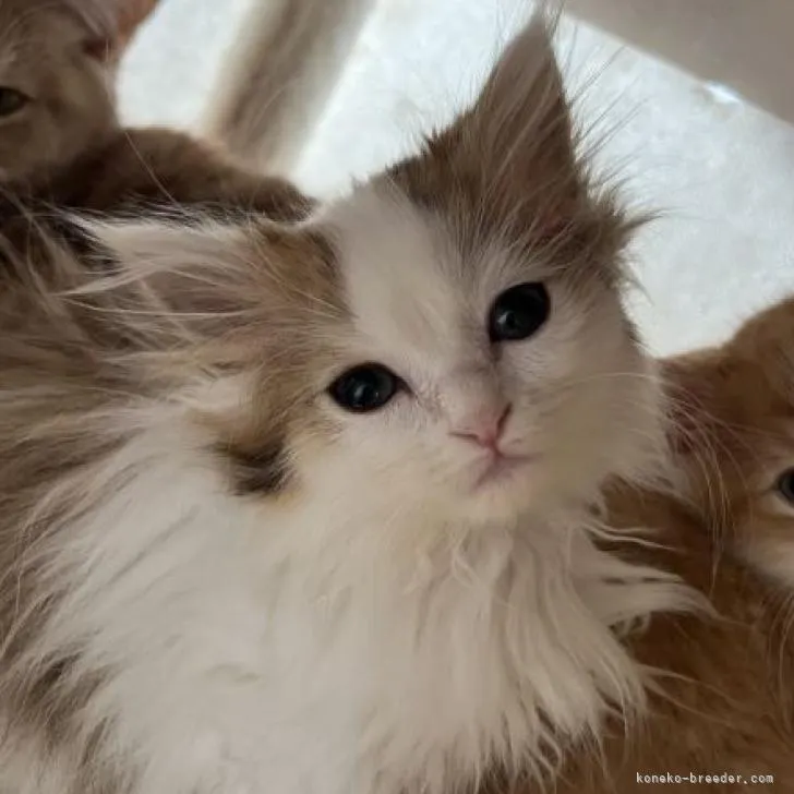 ID：2209-02603の子猫