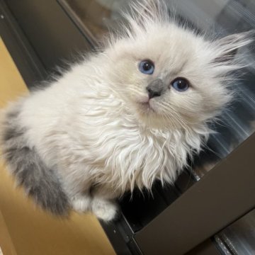 サイベリアン【大阪府・女の子・2023年9月27日・ブルーポイント（セミロング）】の写真「ロシア外産の女の子🇷🇺」