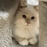 サイベリアン