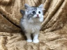 サイベリアン【大阪府・女の子・2021年5月25日・ダイリュートキャリコ】の写真1