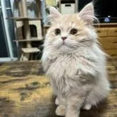 サイベリアン【大阪府・男の子・2022年9月19日・クリーム】の写真1