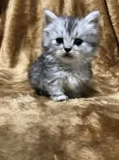 ミヌエット【大阪府・男の子・2021年3月16日・シルバータビー】の写真1