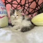 サイベリアン【大阪府・女の子・2023年3月22日・ダイリュートキャリコ】の写真2