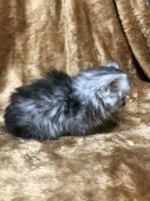 ミヌエット【大阪府・男の子・2021年3月16日・シルバータビー】の写真2