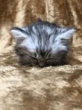 ミヌエット【大阪府・男の子・2021年3月16日・シルバータビー】の写真3