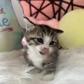 ミヌエット(短足)【大阪府・男の子・2023年3月31日・ブラウン&ホワイト】の写真3